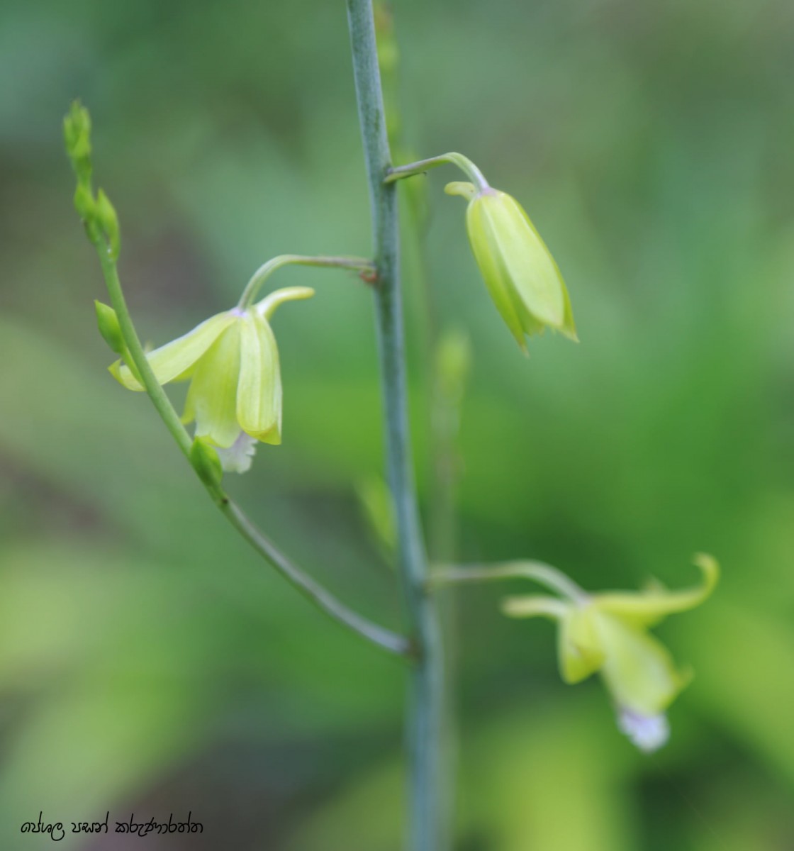 Eulophia epidendraea (J.Koenig ex Retz.) C.E.C.Fisch.